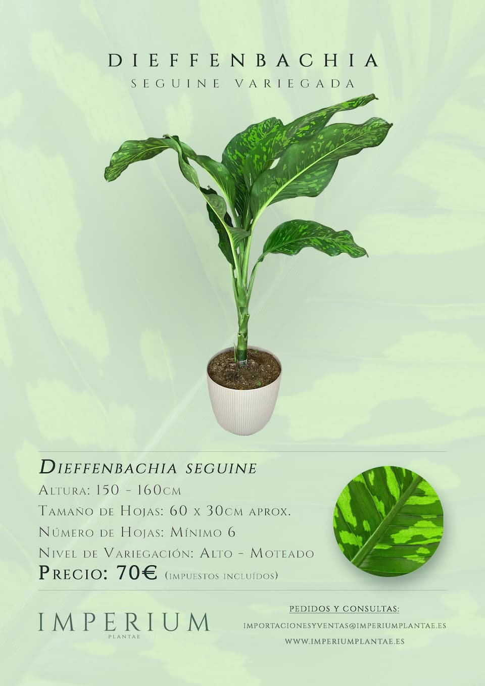 Catálogo: Dieffenbachia seguine variegada en maceta