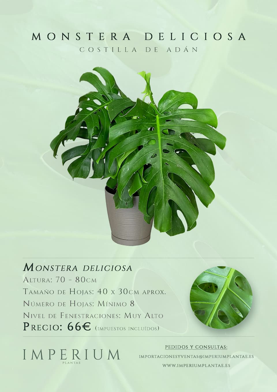 Catálogo: Monstera deliciosa en formato premium