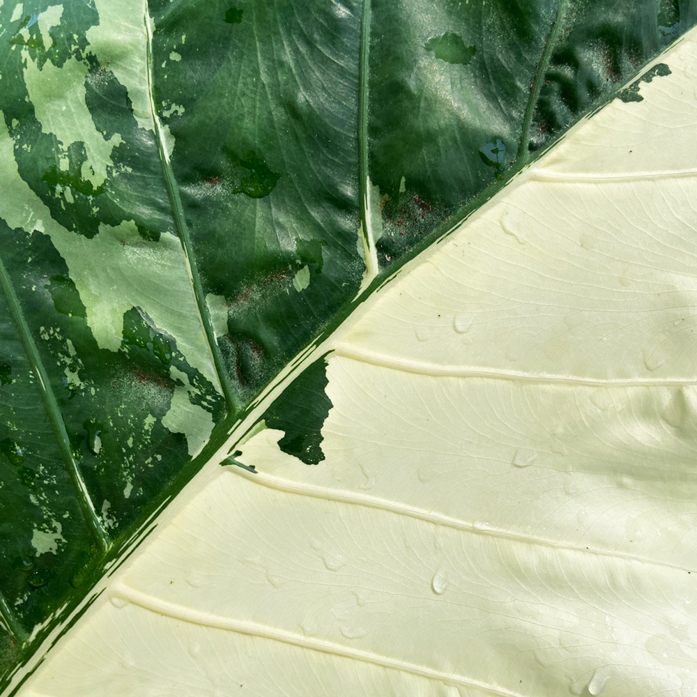 Alocasia variegata para coleccionistas
