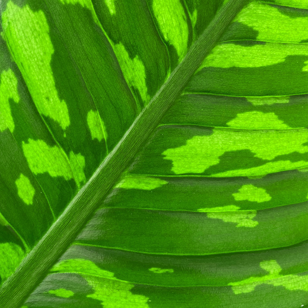 Dieffenbachia picta para interior