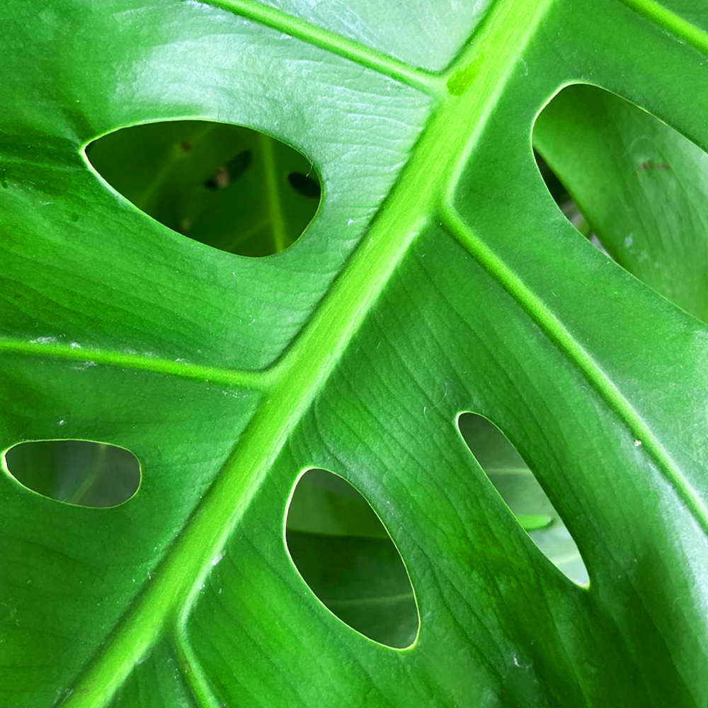 Monstera deliciosa para viveros en España